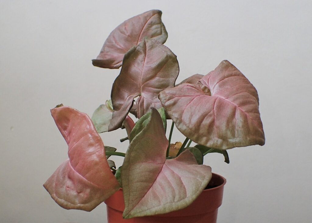 Potted Syngonium Pink Allusion arrowhead plant with soft pink and green spade-shaped leaves against a pale wall