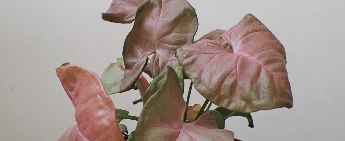 Syngonium Care 101: How to Grow a Lush Arrowhead Plant