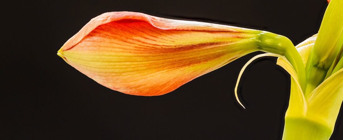 Deep Dive: Advanced Plant Care (Next-Level Tips)