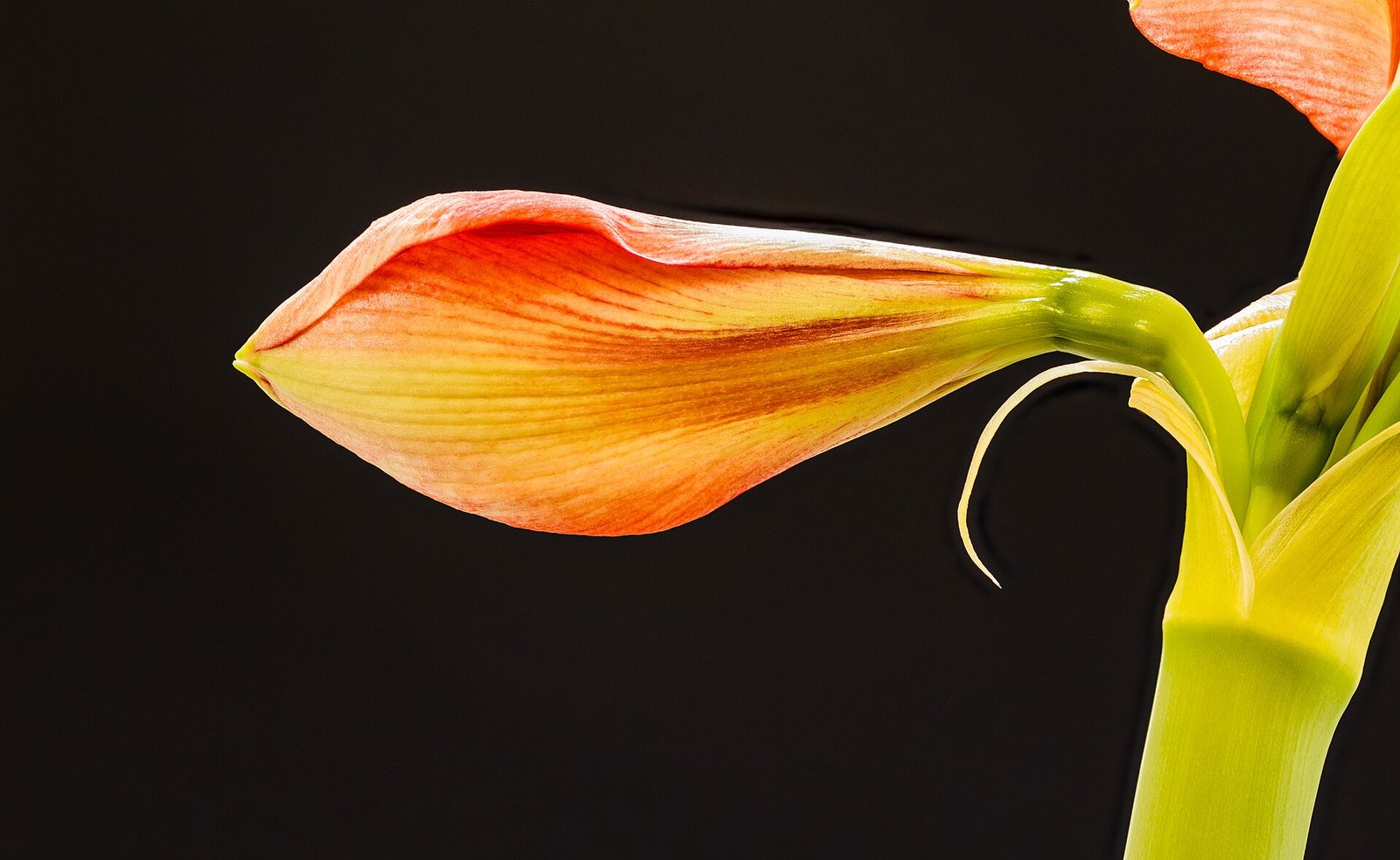 A lush collection of thriving indoor houseplants