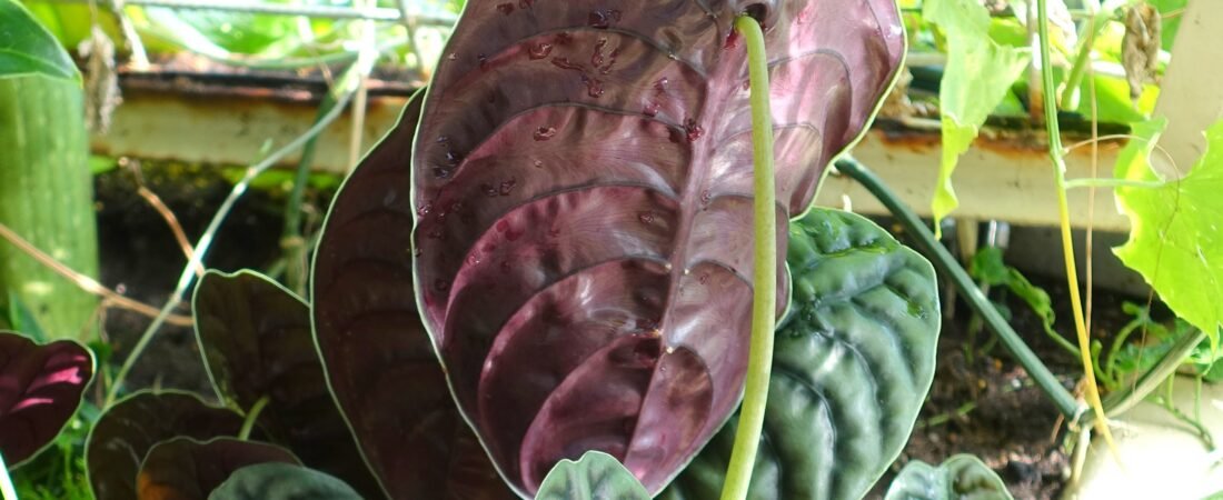Alocasia Cuprea Care: The Jewel Alocasia, and Why It Wants a Cool Night