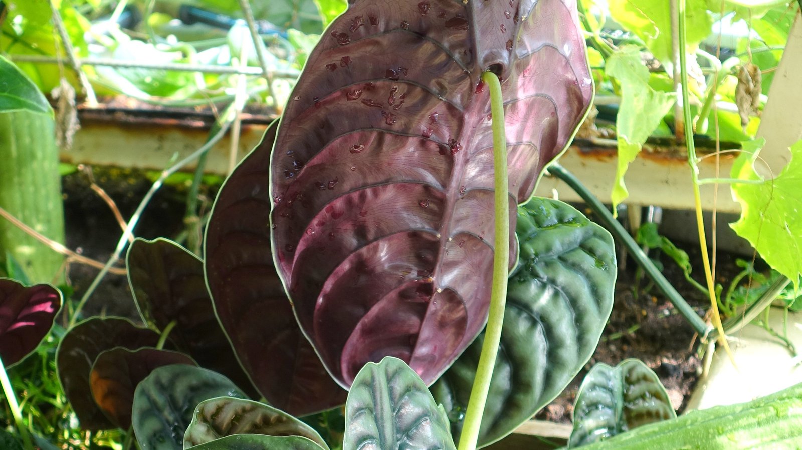 Alocasia Cuprea Care: The Jewel Alocasia, and Why It Wants a Cool Night