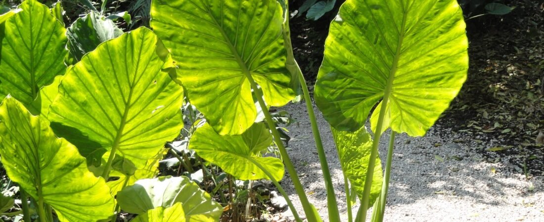 Alocasia Macrorrhizos Care: Giant Taro, the Elephant Ear That Points Up