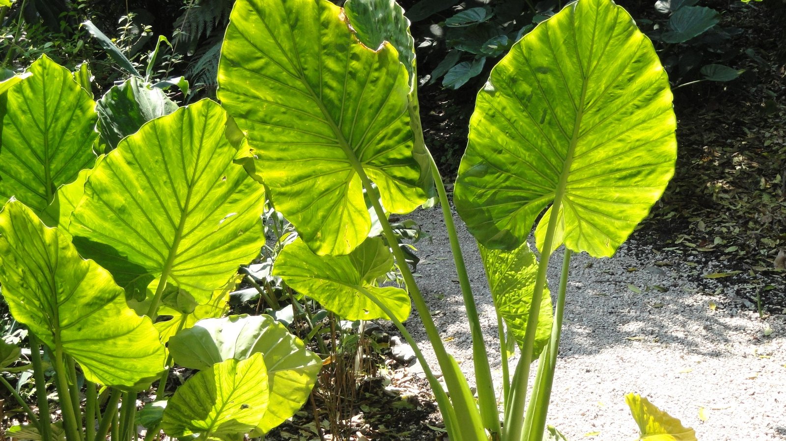 Alocasia Macrorrhizos Care: Giant Taro, the Elephant Ear That Points Up