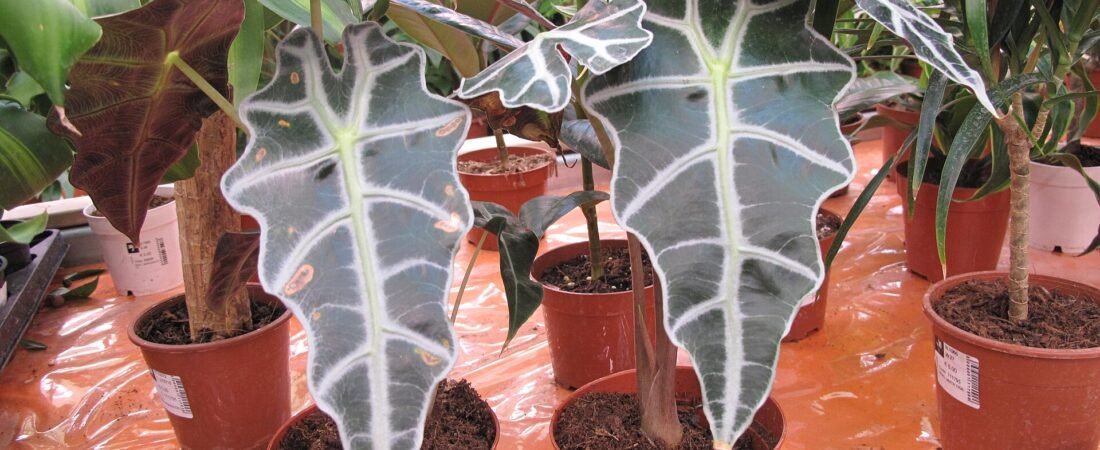 Alocasia Polly Care Guide: How to Keep African Mask Plant Happy Indoors