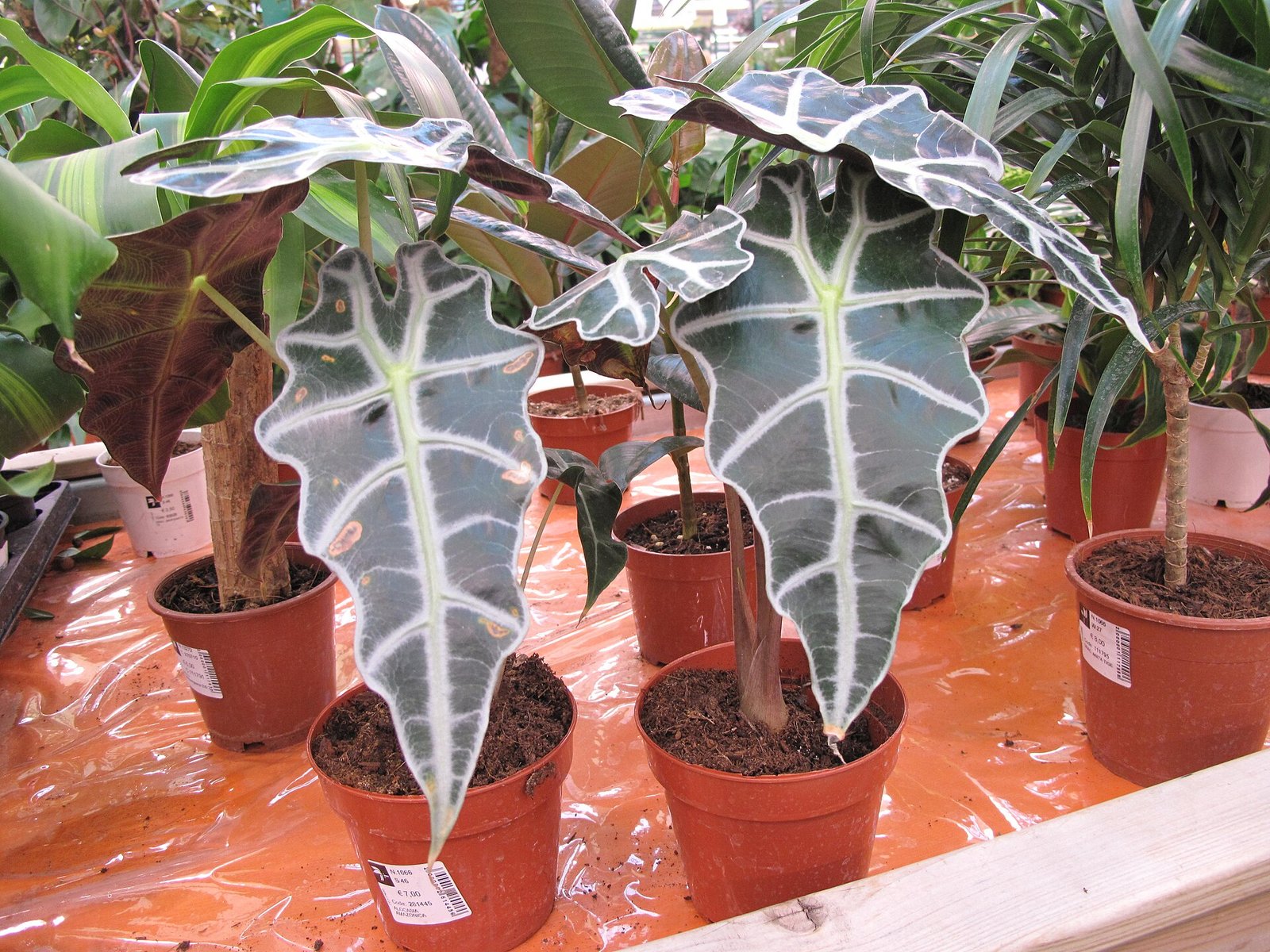 Alocasia Polly (African Mask Plant) with glossy dark green arrow-shaped leaves and bright white veins