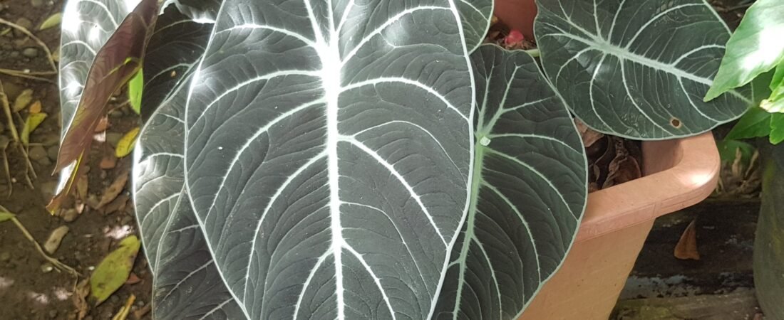 Alocasia Black Velvet Care (Alocasia reginula): The Little Queen of a Bornean Cliff