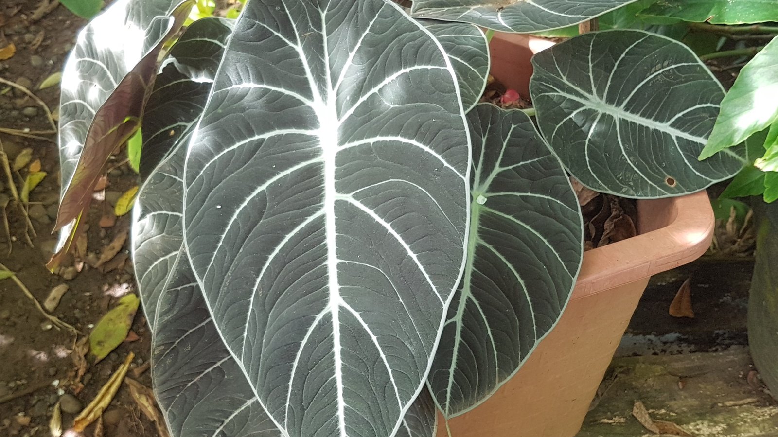 Alocasia Black Velvet Care (Alocasia reginula): The Little Queen of a Bornean Cliff