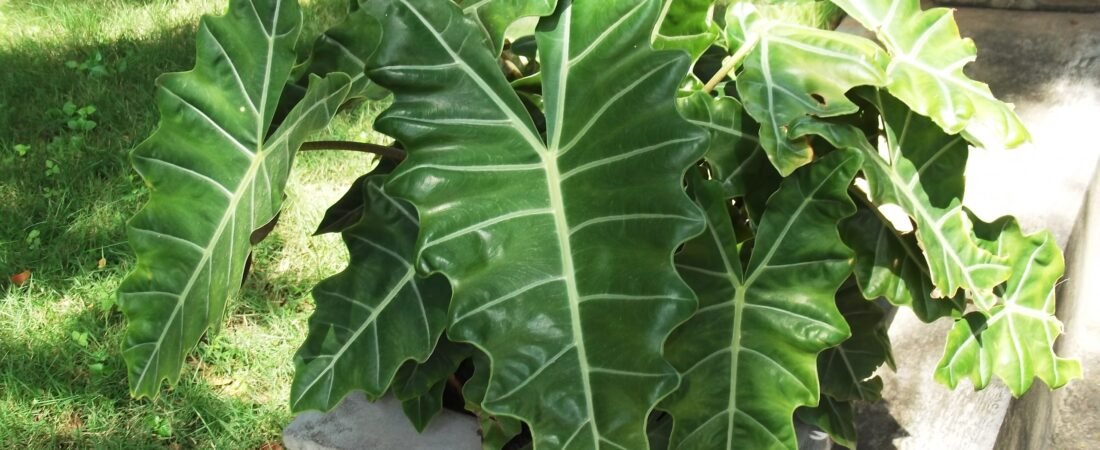 Alocasia Sanderiana Care: The Kris Plant, and Why Yours Probably Isn’t One