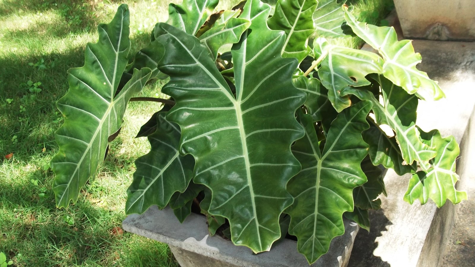 Alocasia Sanderiana Care: The Kris Plant, and Why Yours Probably Isn’t One