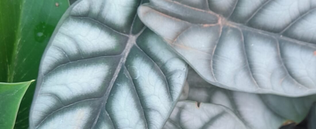 Alocasia Silver Dragon Care Guide: How to Grow the Jewel Alocasia Everyone Wants