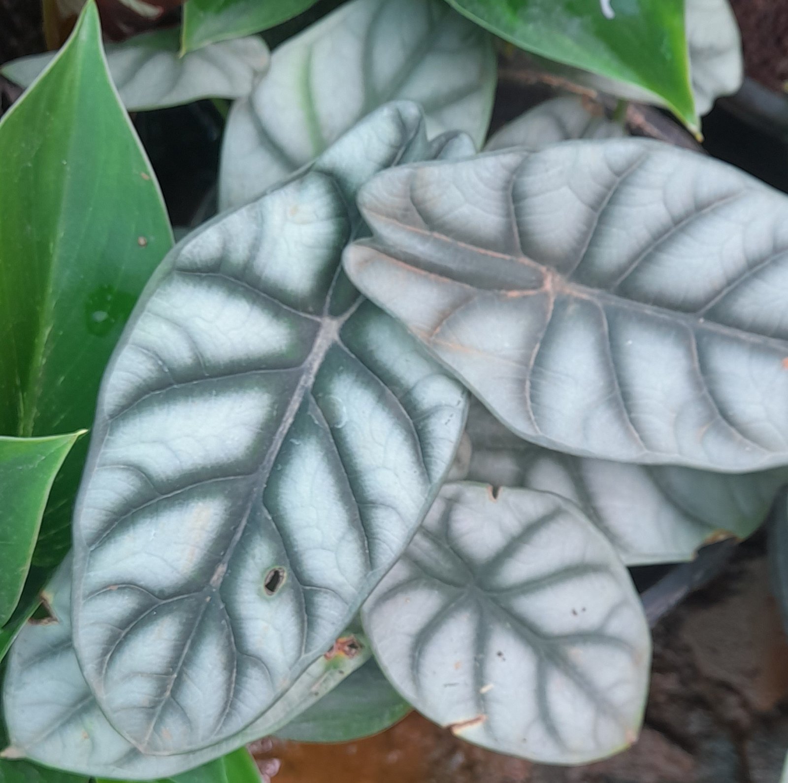 Close-up of an Alocasia baginda leaf showing thick silvery-green tissue with deep embossed dark green veins