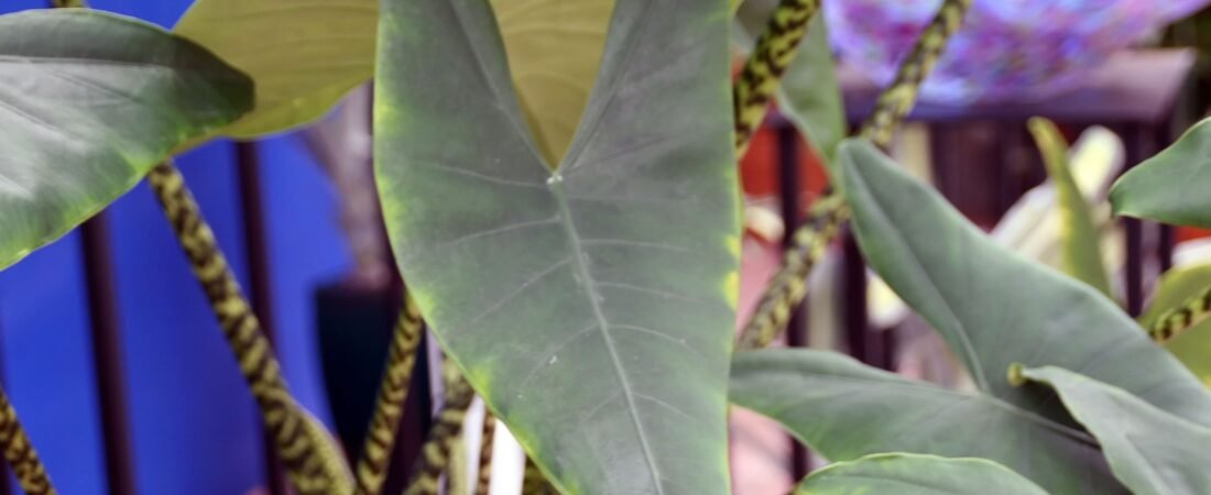 Alocasia Zebrina Care: The Zebra Plant’s Wild Home, and How to Rebuild It Indoors