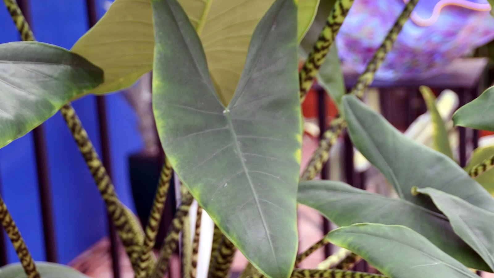Alocasia Zebrina Care: The Zebra Plant’s Wild Home, and How to Rebuild It Indoors