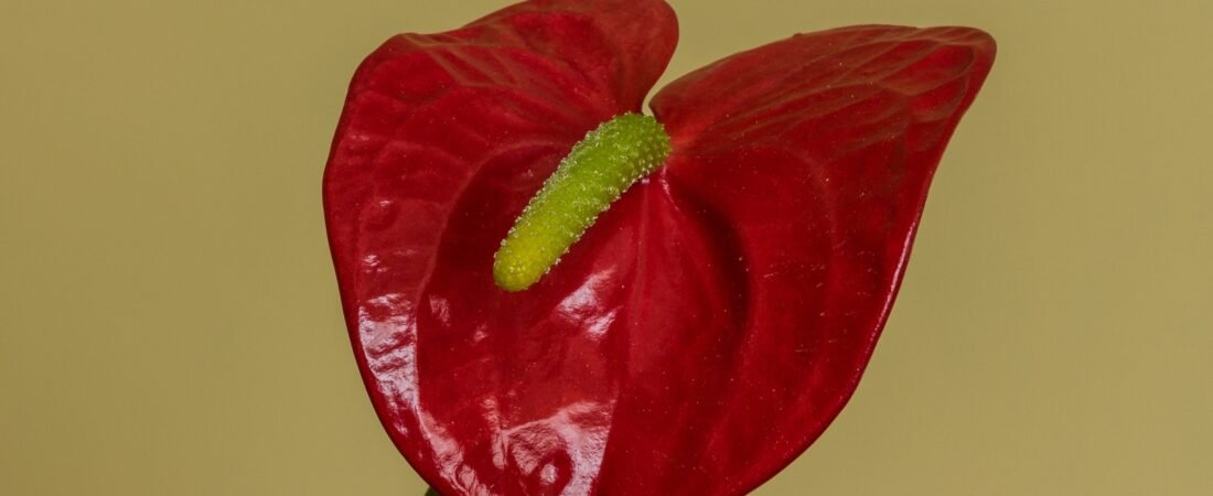Anthurium Andraeanum Care: The Flamingo Flower and the Wet Andean Forests Behind the Florist’s Favourite