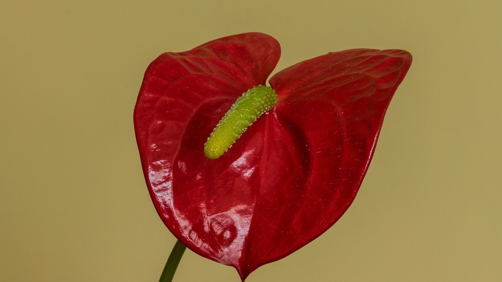 Anthurium Andraeanum Care: The Flamingo Flower and the Wet Andean Forests Behind the Florist’s Favourite