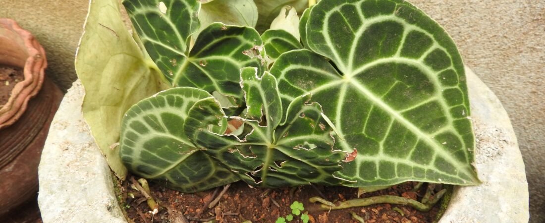 Anthurium Clarinervium Care: The Velvet Cardboard Anthurium and the Limestone It Grows On