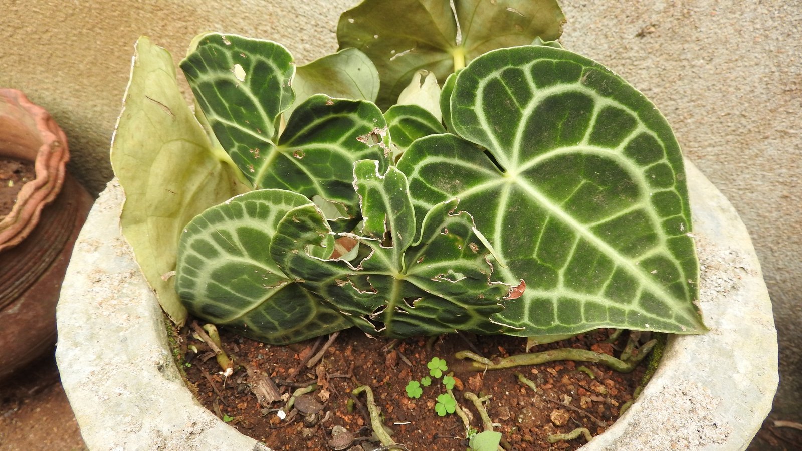 Anthurium Clarinervium Care: The Velvet Cardboard Anthurium and the Limestone It Grows On