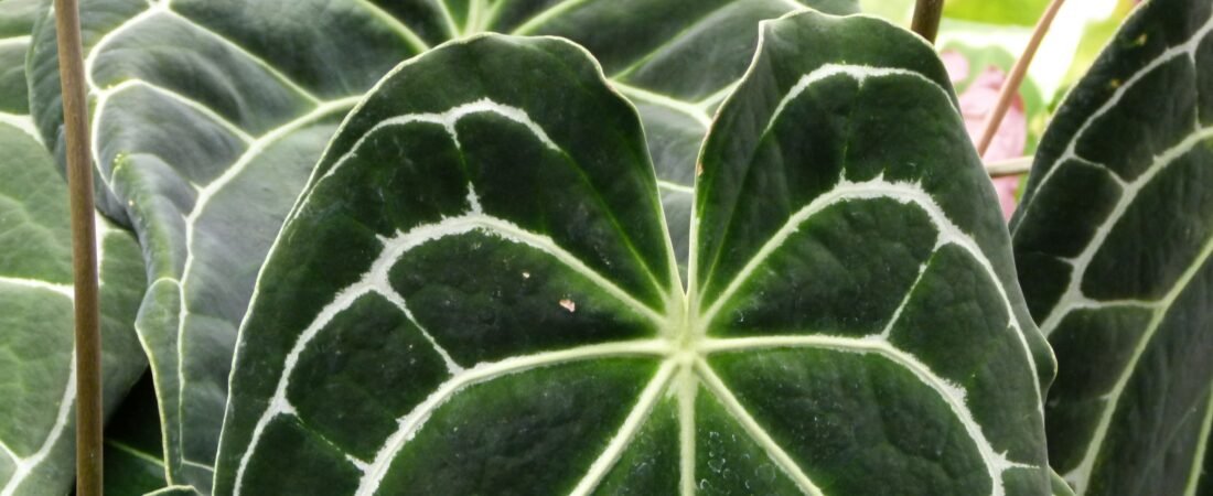 Anthurium Crystallinum Care: The Crystal Anthurium, From Panama’s Cloud Forests to Your Shelf