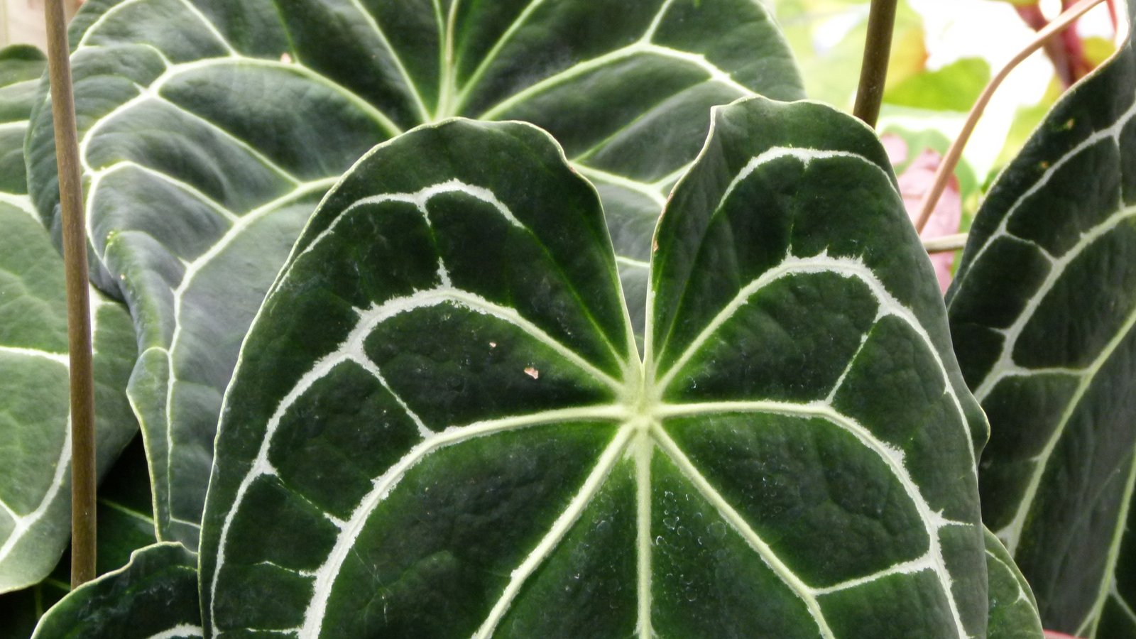 Anthurium Crystallinum Care: The Crystal Anthurium, From Panama’s Cloud Forests to Your Shelf