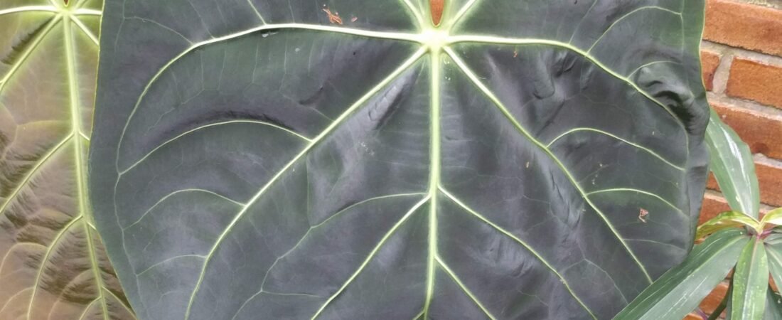 Anthurium Regale Care: The Regal Anthurium and the Peruvian River Valley It Calls Home