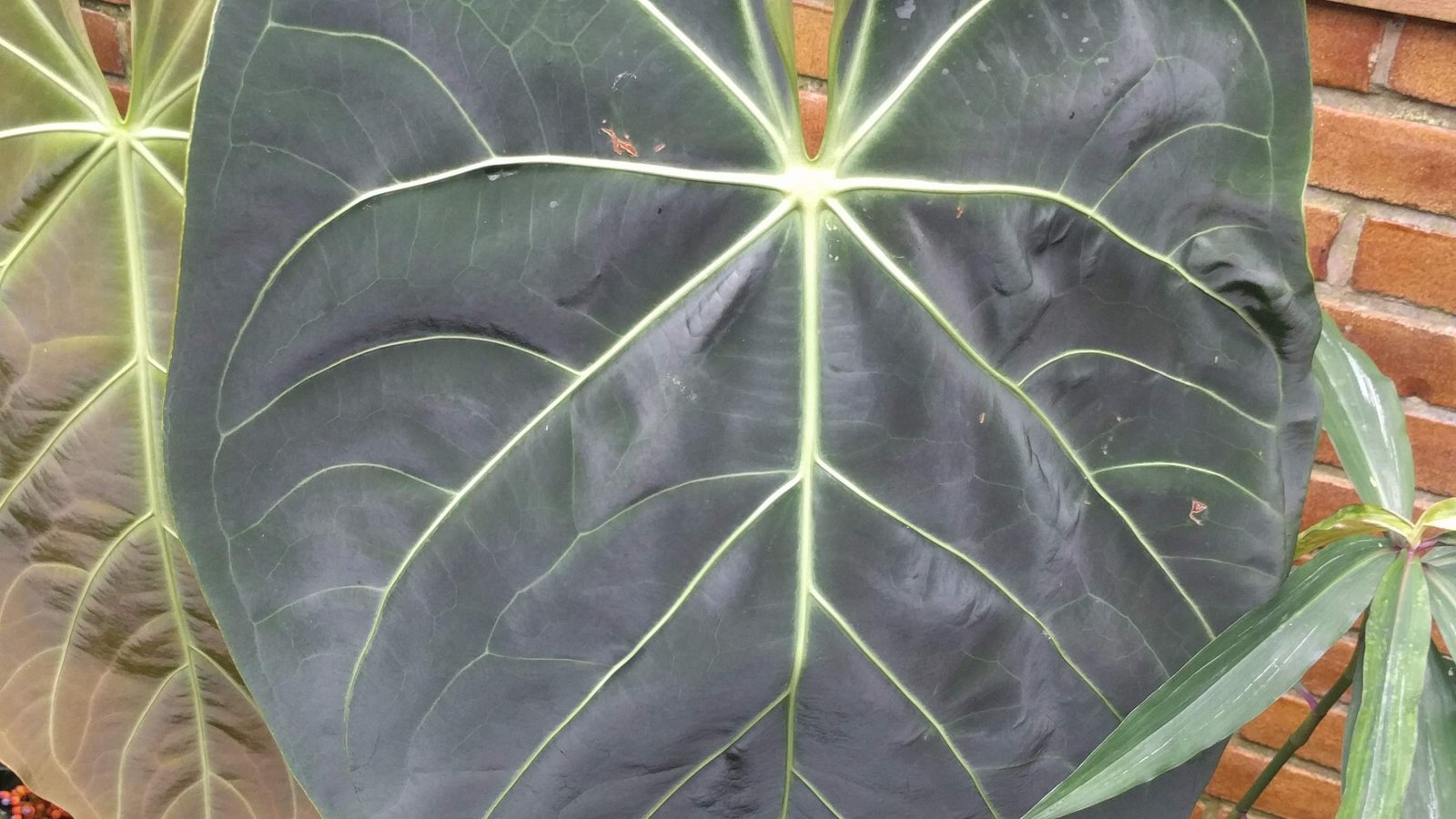 Anthurium Regale Care: The Regal Anthurium and the Peruvian River Valley It Calls Home