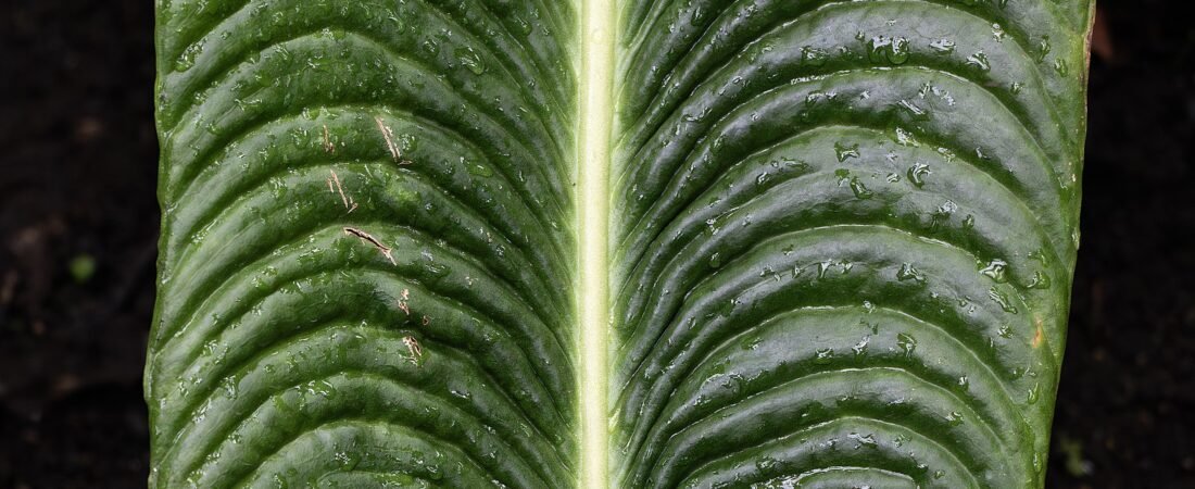 Anthurium Veitchii Care: The King Anthurium’s Corrugated Leaves and the Colombian Trunks They Come From
