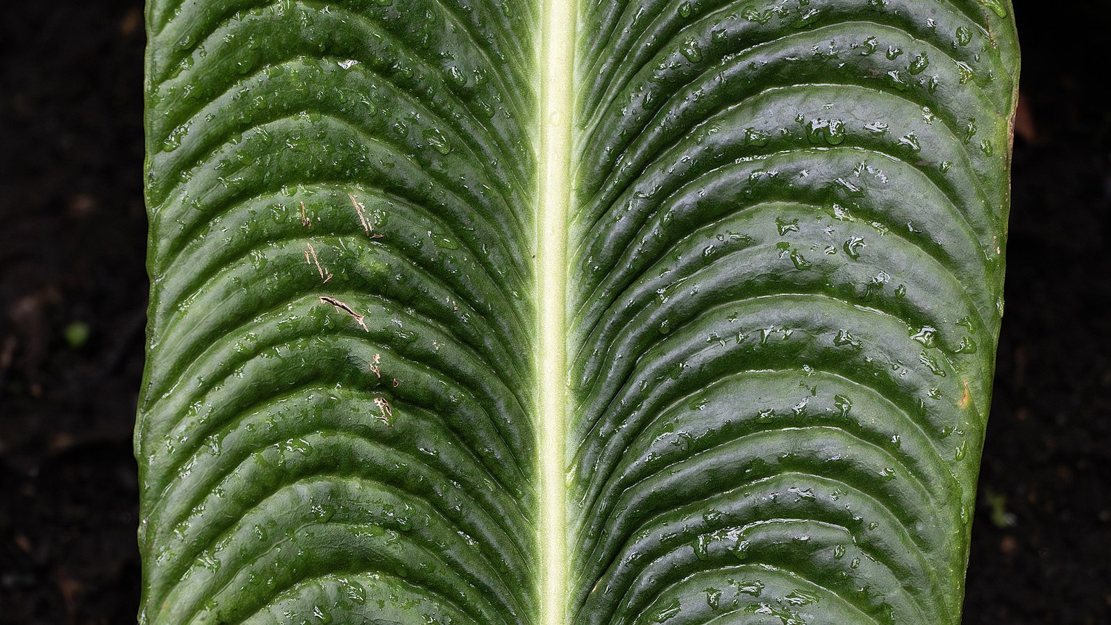 Anthurium Veitchii Care: The King Anthurium’s Corrugated Leaves and the Colombian Trunks They Come From