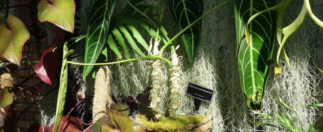 Anthurium Warocqueanum Care: The Queen Anthurium and the Mossy Colombian Trees She Hangs From