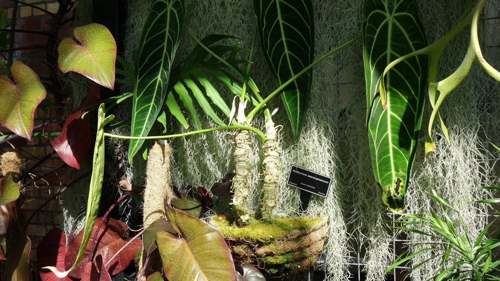 Anthurium Warocqueanum Care: The Queen Anthurium and the Mossy Colombian Trees She Hangs From