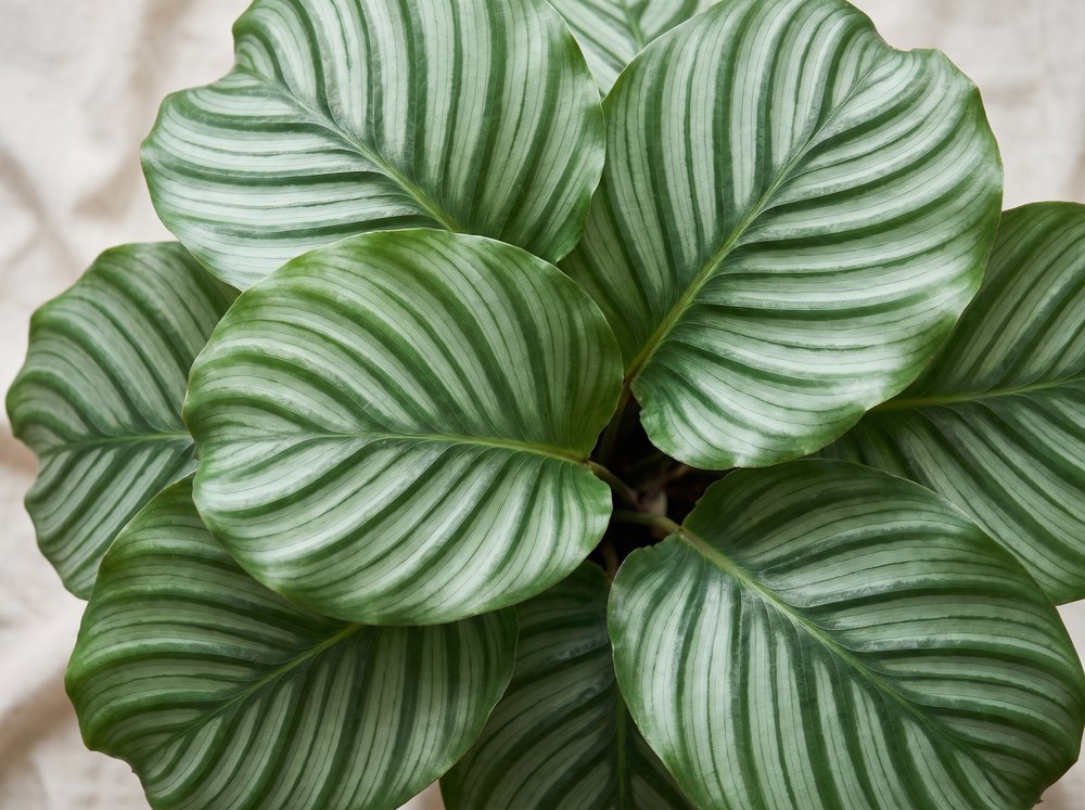 Striped calathea orbifolia leaves filling the frame