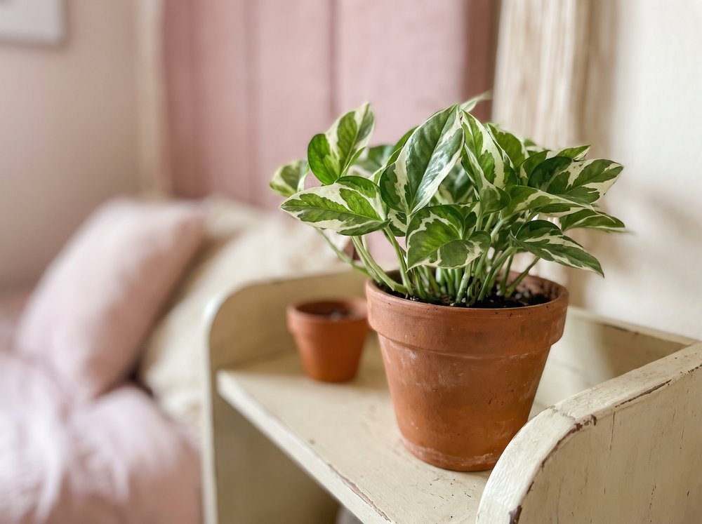 A small pothos in a terracotta pot on a cream shelf