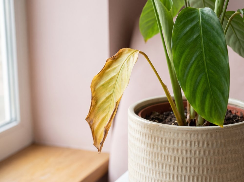 A houseplant with one leaf turning yellow beside a healthy green leaf