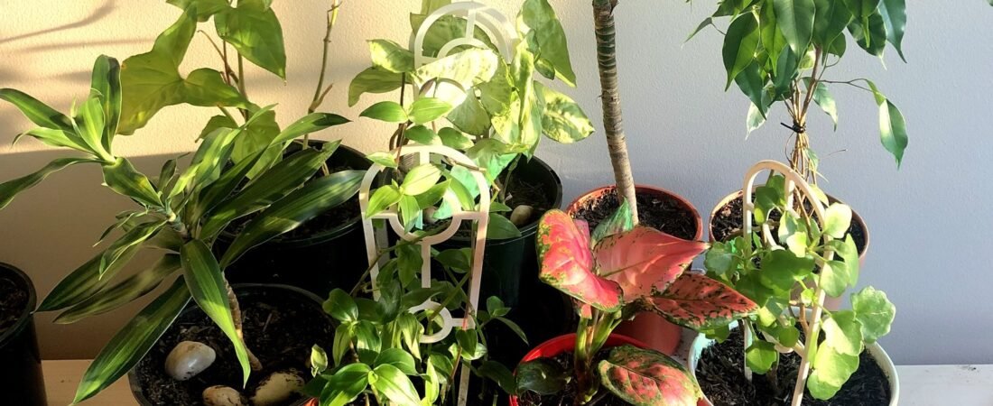 The Best Houseplants for Beginners: 11 Plants That Forgive Almost Everything