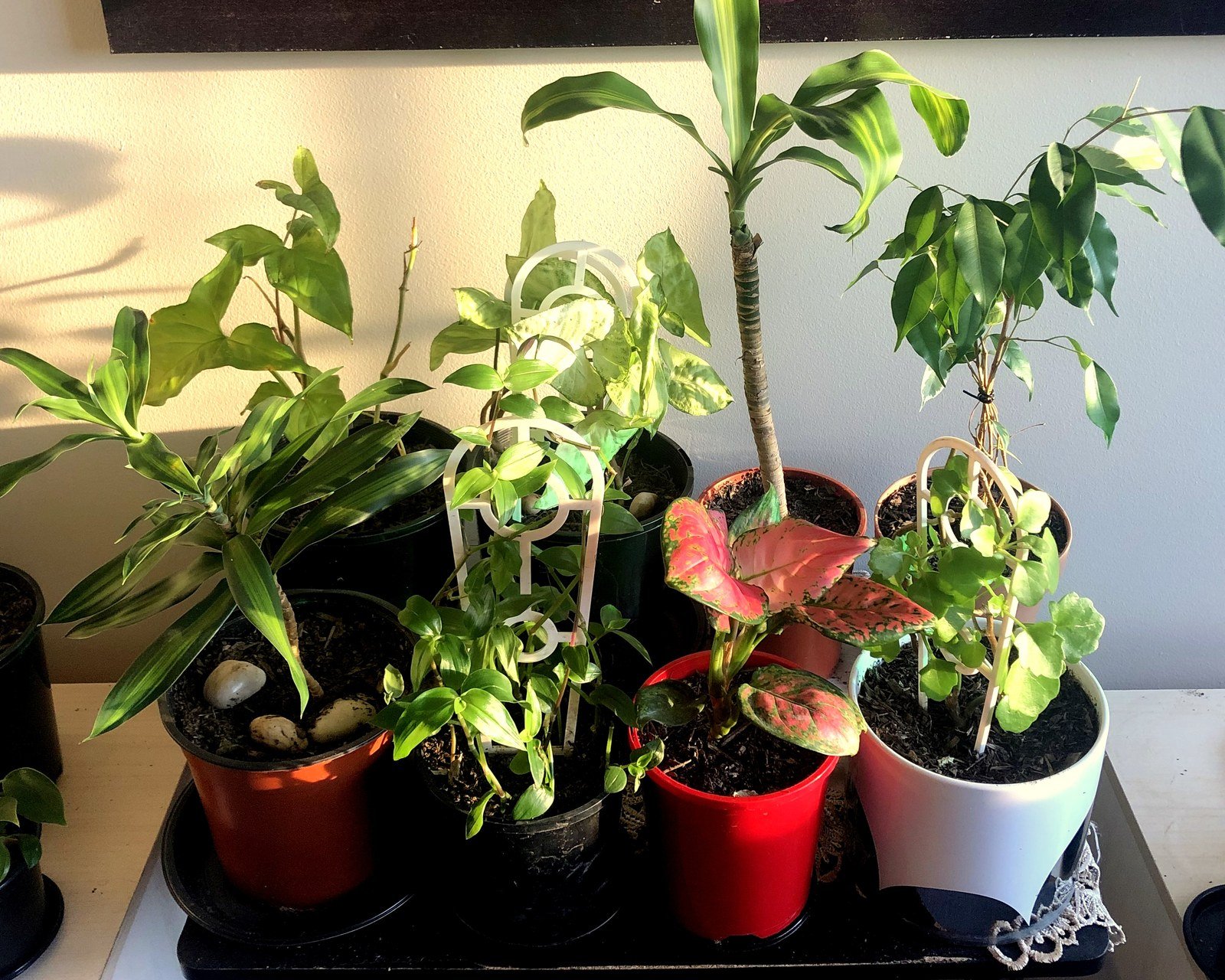 A sunlit tray of beginner-friendly houseplants on a table, including dracaena, syngonium, pothos, philodendron, pink aglaonema and a small ficus