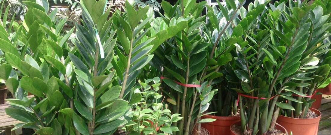 The Best Houseplants for Busy People (That Survive a Skipped Month)