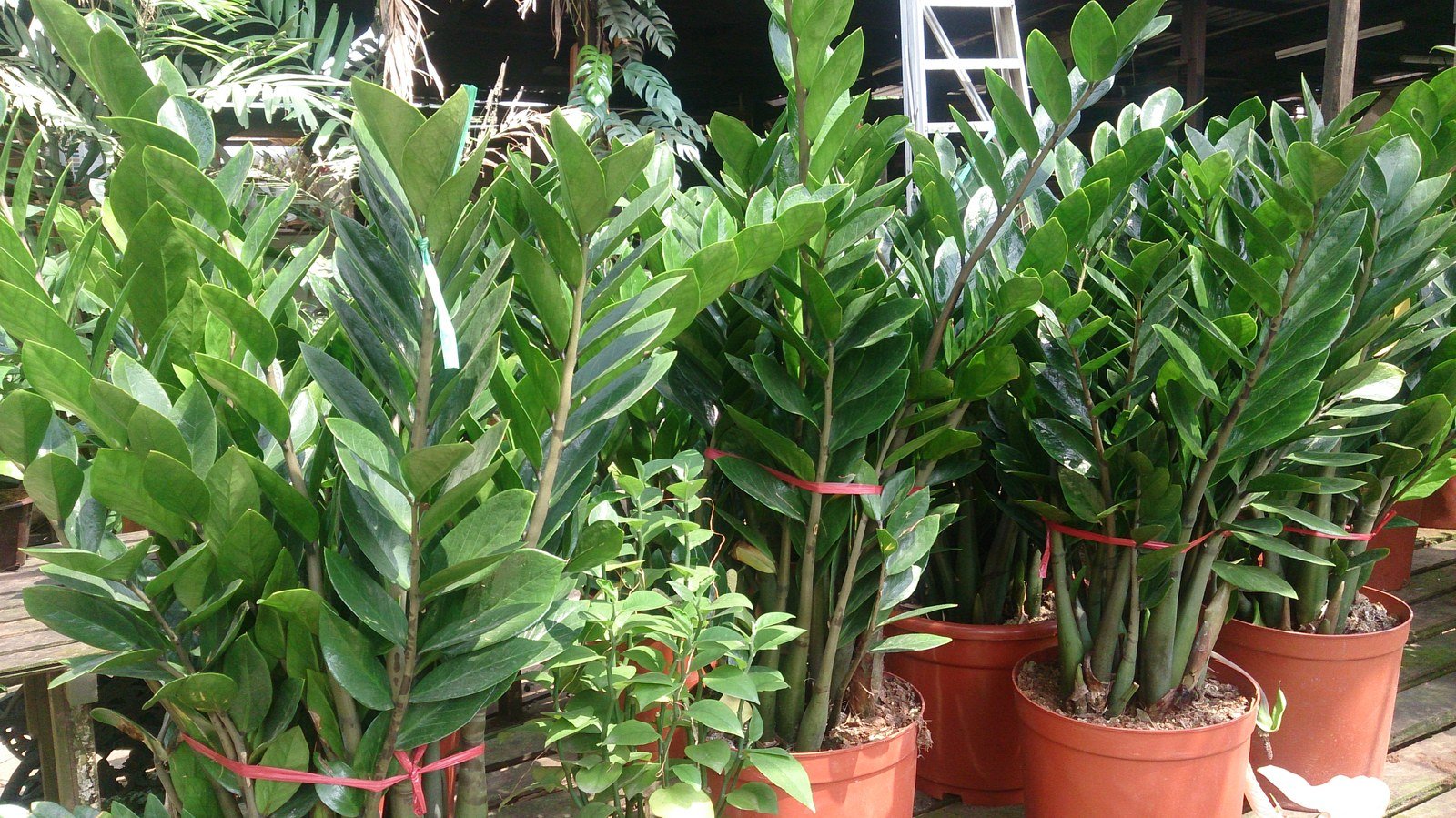 The Best Houseplants for Busy People (That Survive a Skipped Month)