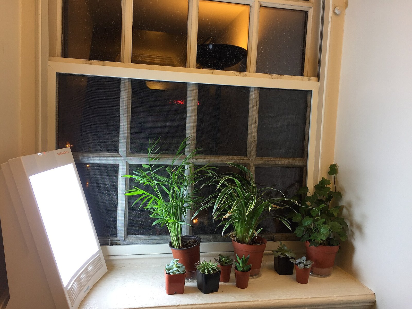 Potted houseplants growing on a shelf under a full-spectrum LED grow light