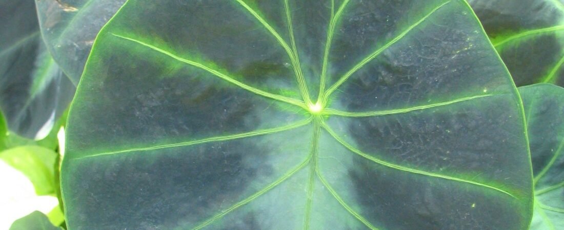 Colocasia Affinis Care: Jennings’ Dwarf Elephant Ear, the Velvet Charcoal Taro