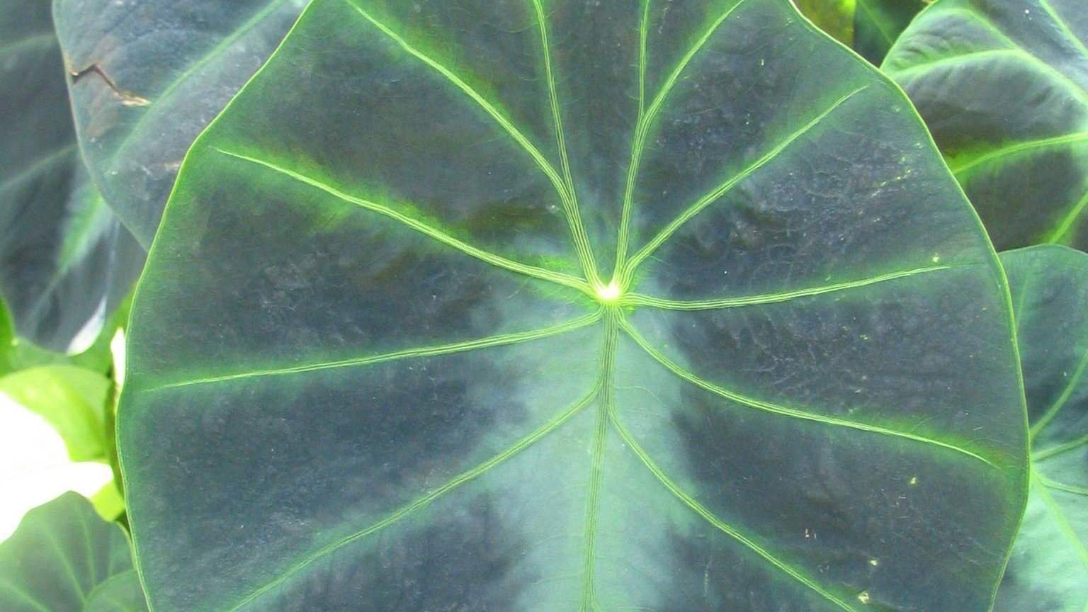 Colocasia Affinis Care: Jennings’ Dwarf Elephant Ear, the Velvet Charcoal Taro