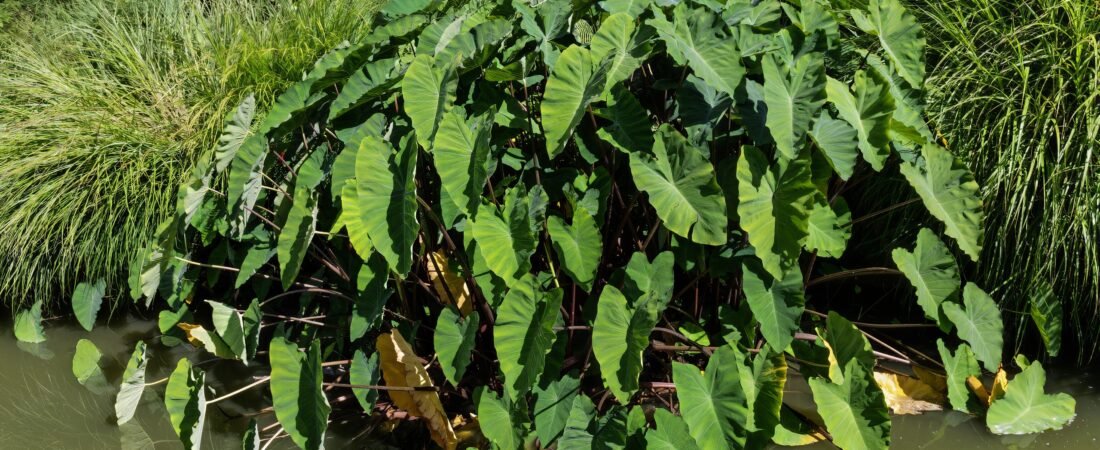 Colocasia Esculenta Care: Taro, the Elephant Ear That Grows in the Water