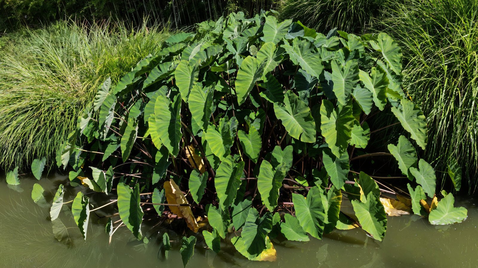 Colocasia Esculenta Care: Taro, the Elephant Ear That Grows in the Water
