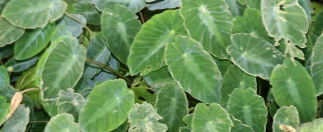 Colocasia Fallax Care: Silver Dollar, the Little Elephant Ear From the Himalayan Foothills