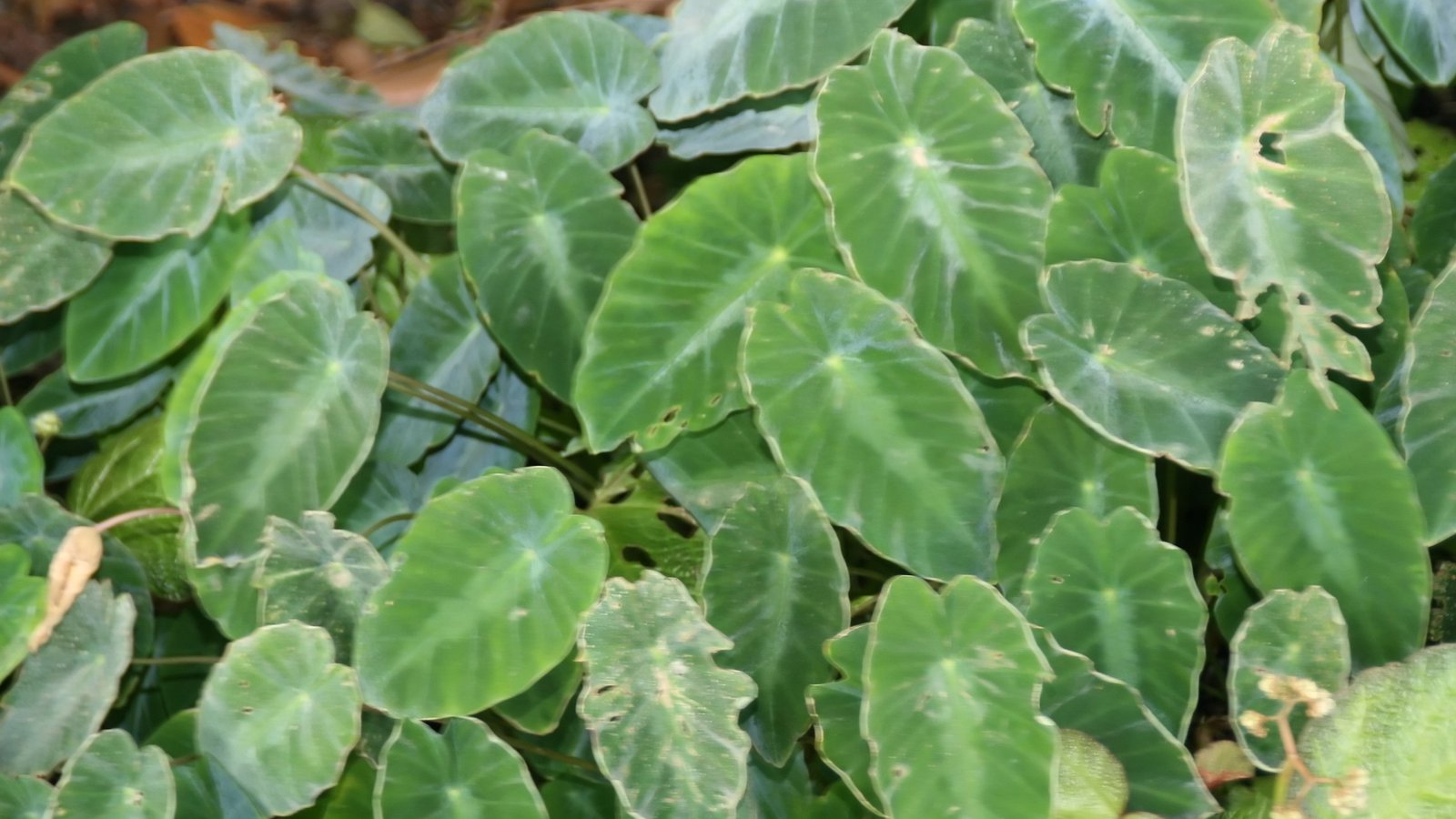 Colocasia Fallax Care: Silver Dollar, the Little Elephant Ear From the Himalayan Foothills