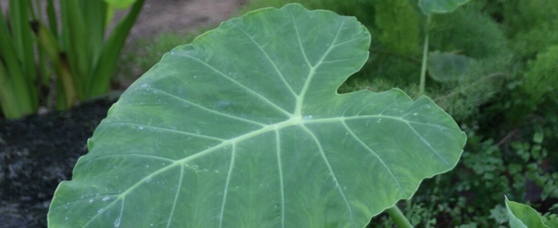 Colocasia Gigantea Care: Thailand Giant, the Elephant Ear That Isn’t a Colocasia Anymore