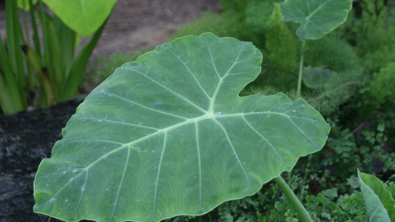 Colocasia Gigantea Care: Thailand Giant, the Elephant Ear That Isn’t a Colocasia Anymore