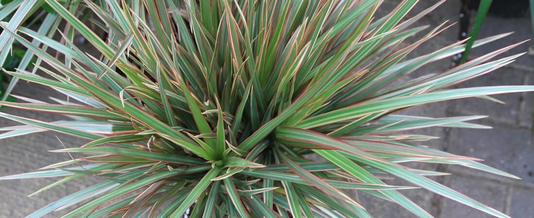 Dracaena Care 101: The Easy Tree-Shaped Houseplant