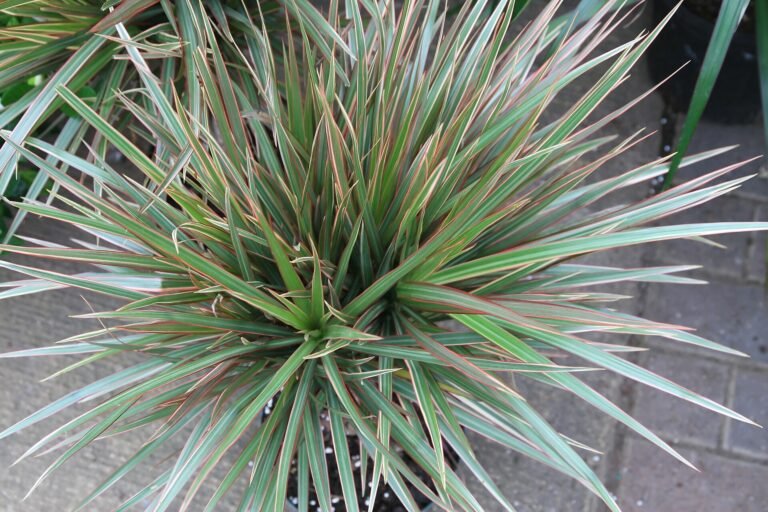 Dracaena houseplant
