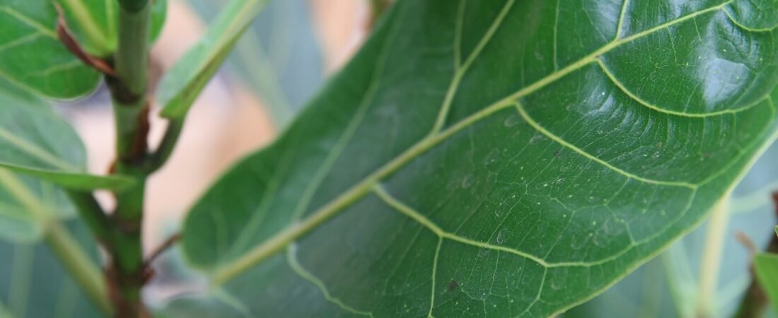 Ficus Care 101: How to Keep Every Ficus Happy (Without the Leaf Drop)
