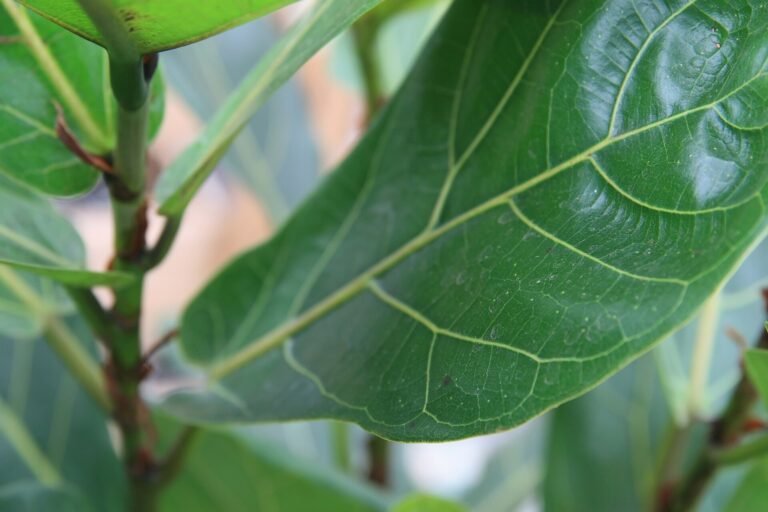 Ficus houseplant